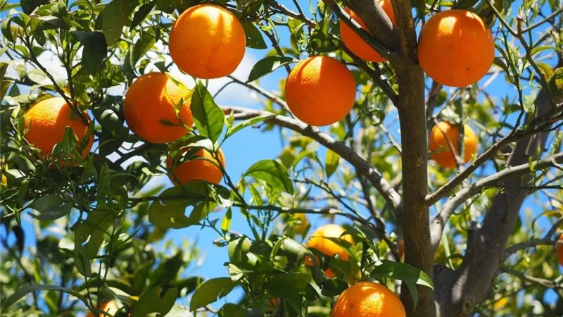 مصر تحتل المركز الثانى عالميًا فى تصدير الموالح لعام 2018