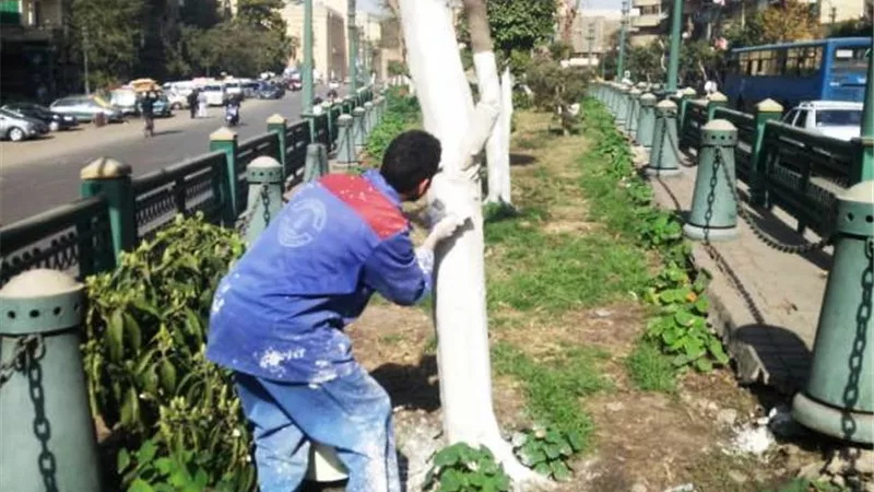 القاهرة تتجمل بدهان اشجار شارع الازهر وصلاح سالم وبورسعيد