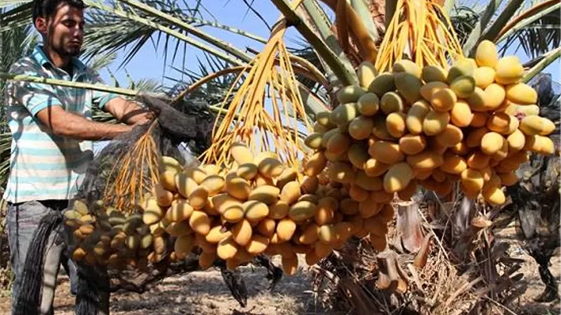 قنا تكافح ايدز النخيل بفحص 278 ألف و595 نخلة