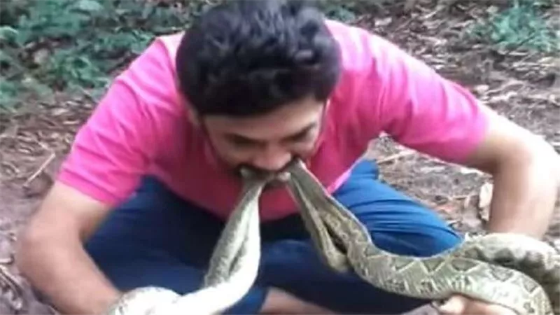 بالفيديو .. رجل يضع 4 افاعى سامه بفمه .. والسبب مفاجأة