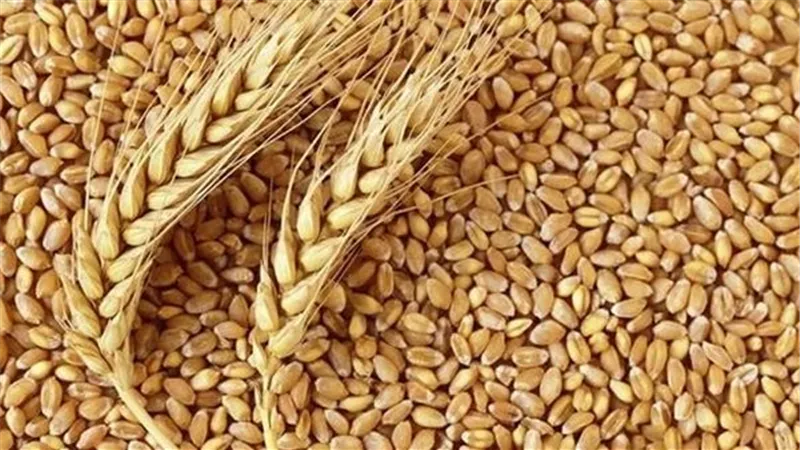 تموين تتعاقد علي ٣٦٠ الف طن قمح مستورد والاحتياطي يكفي ٥ اشهر