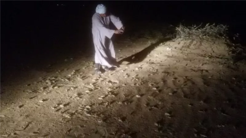 الزراعة تقضى على الجراد الصحراوي قبل دخوله البلاد