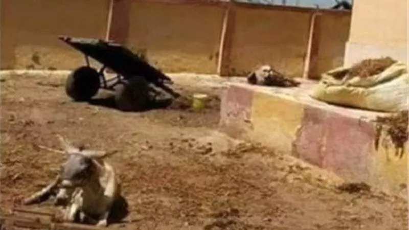 الوحدة الصحية بنيل بيلا للحيونات
