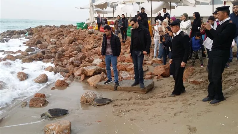 البيئة تنقذ 4 سلاحف بحرية مهددة بالانقراض بالاسكندرية