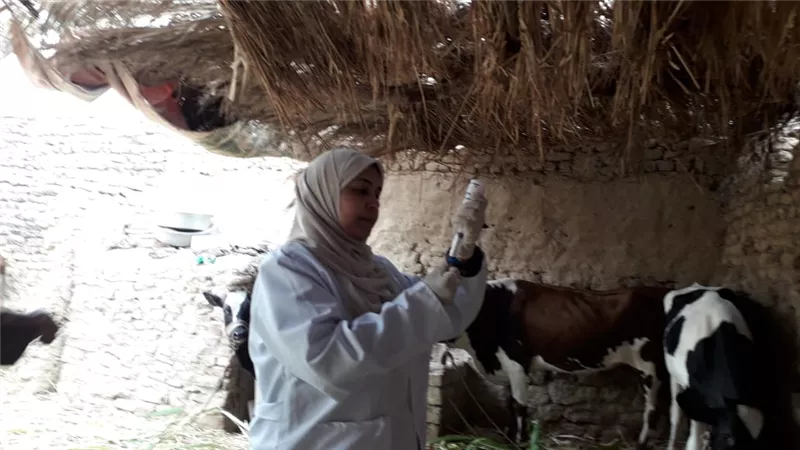 تحصين 726 الف رأس ماشية من الحمى القلاعية