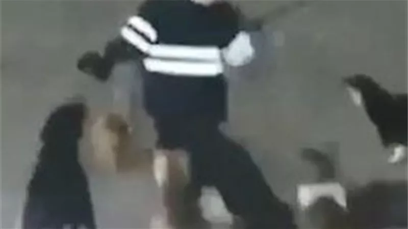 نهاية مأساوية لسيدة شابة.. 11 كلبا يمزقون جسدها حتى الموت