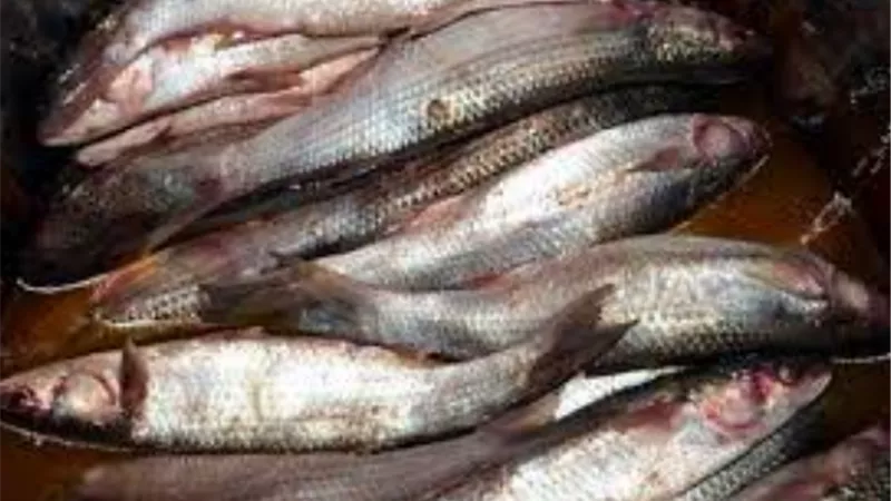 الزراعة: ضبط أكثر من 4 طن فسيخ ورنجة وبطارخ فاسده في محافظة الاسكندرية