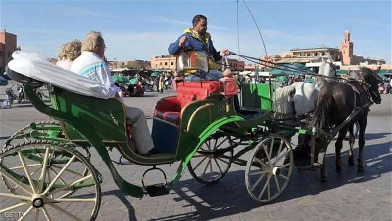 المغرب.. كورونا يجوع الخيول مع اختفاء السياح
