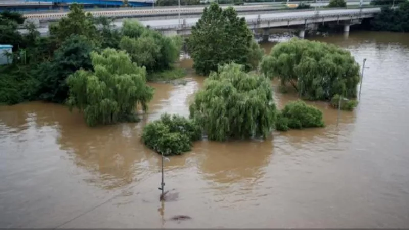 طوفان كوريا الجنوبية يضع 9 أبقار في ورطة
