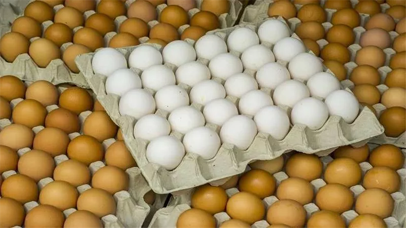 خبراء يضعون ضوابط إلكترونية لجودة بيض المائدة فى الأسواق