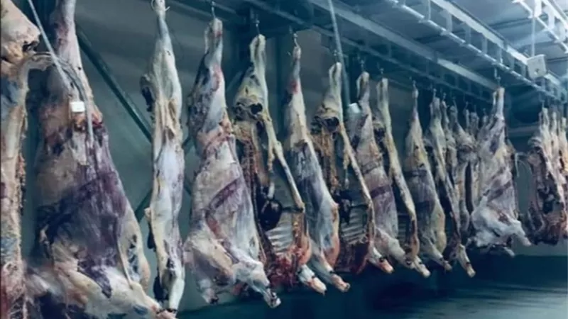 قطاع الأعمال: تشغيل تجريبي للمجزر الآلي التابع لشركة جنوب الوادي بتوشكى.. صور