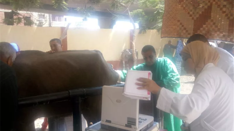 الزراعة تنفيذ 6 قوافل بيطرية لتشجيع التلقيح الاصطناعي بمحافظة بني سويف