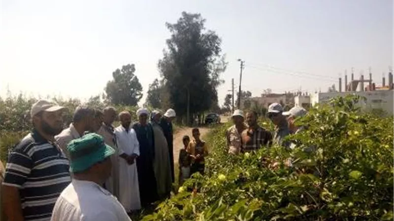 ندوة إرشادية بالمدرسة الحقلية لمزارعي القطن في الإسماعيلية .صور