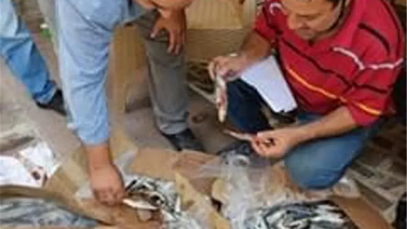 احباط ترويج نص طن اسماك فاسدة بالاسماعيلية