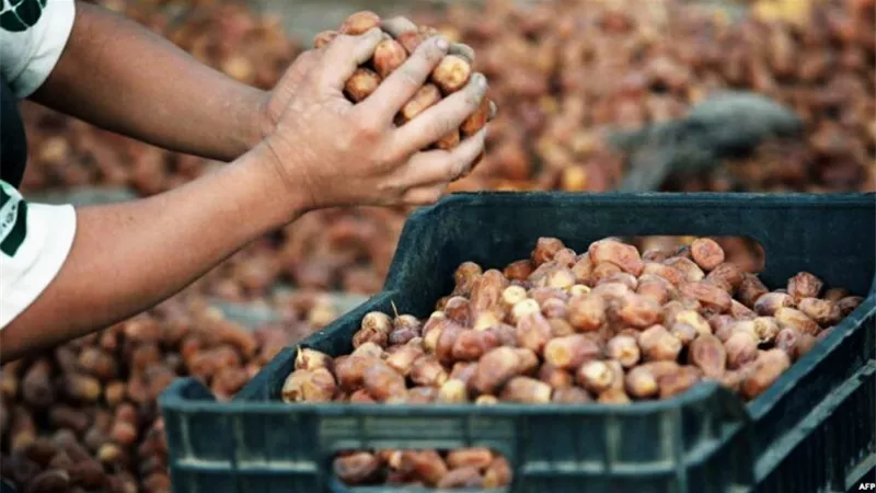 طرح 50 باكية لتسويق التمور مقابل 600 جنيه شهريا بالوادى الجديد