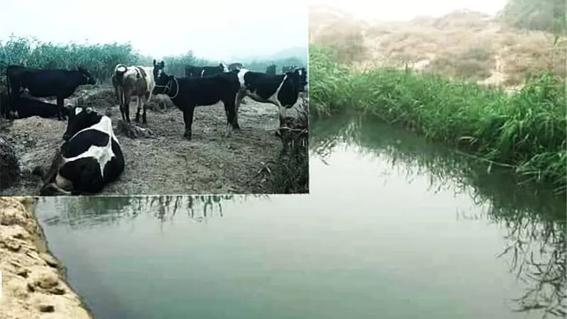 محطة صرف صحى تتحول لمراعى أبقار تهدد حياه آلاف المواطنين بالوادى الجديد