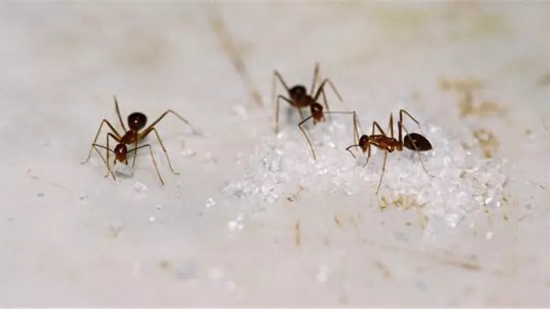 بدون رش.. 6 طرق للتخلص من النمل
