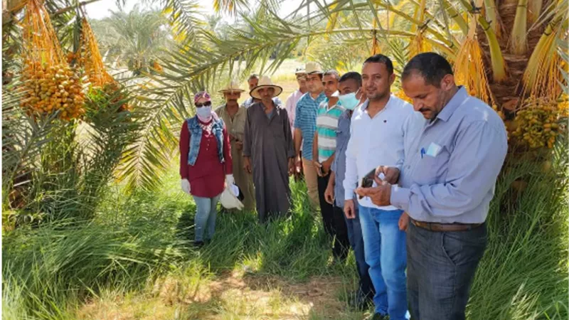 الزراعة تنفيذ 21 مدرسة حقلية في أسبوع في معظم المحافظات