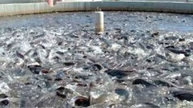 رئيس مدينة بنى عبيد عن مزرعة 
