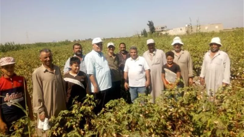 بشائر الذهب الأبيض .انطلاق موسم جني القطن في الإسماعيلية.صور