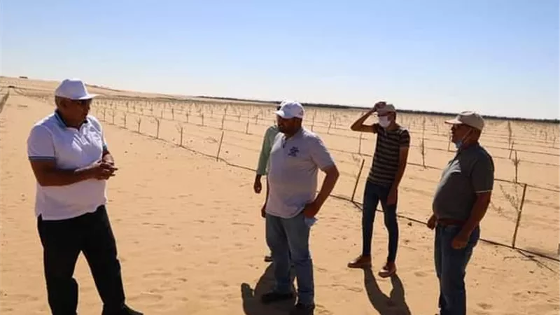محافظ الوادى الجديد يتفقد مشروع زراعة ١٤٥ ألف شجرة زيتون بأبومنقار
