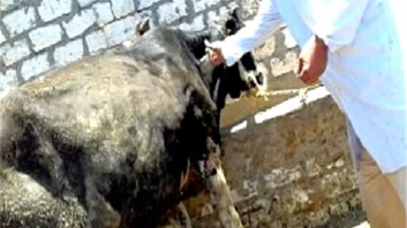 حشرة تتسبب فى تفشي عدوى الجلد العقدى بين 148 رأس ماشية بالوادى الجديد