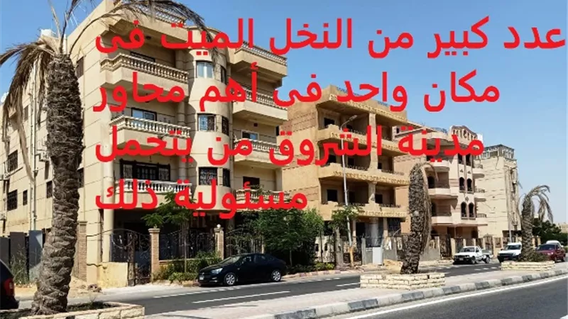 إعدام مئات أشجار النخيل فى مدينة الشروق يهدر الملايين والجهاز فى الغيبوبة.. بالصور