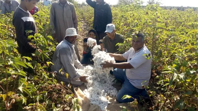 الذهب الأبيض يكسو أرض الفيروز .حملة القطن إنتاجية وجودة .زراعة الإسماعيلية وفرنا المبيدات الفلاحون سعادتنا غامرة .صور