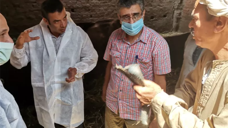 الزراعه تقوم بمسح 794 قريه لرصد واكتشاف أي بؤر مرضيه للماشية