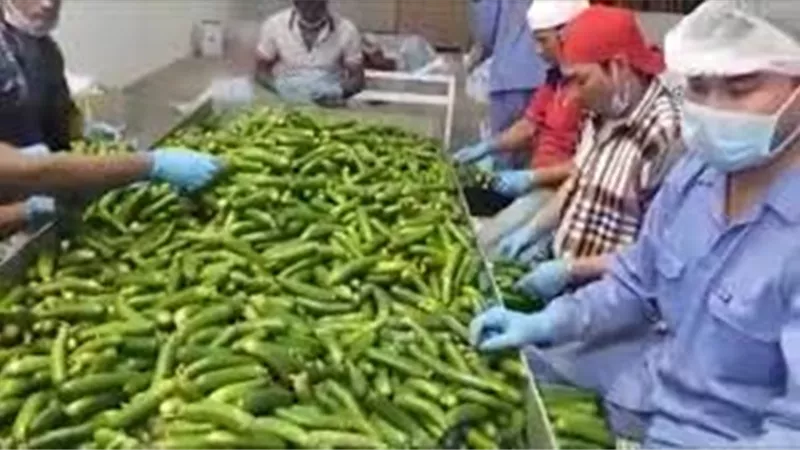 غداً ..ورشة عمل الإدارة المتكاملة لمكافحة الآفات فى محطات فرز وتعبئة الخضر .. ينظمها مزارع إلى مزارع