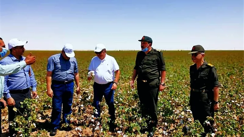زراعة 220 فدانا من القطن الوطنى والجنى نهاية سبتمبر بالوادى الجديد