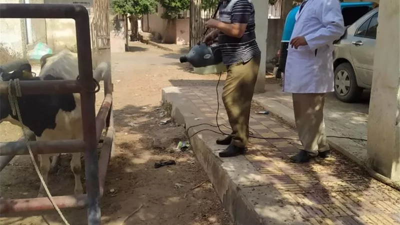 9 قوافل طبية بيطرية بكفرالشيخ