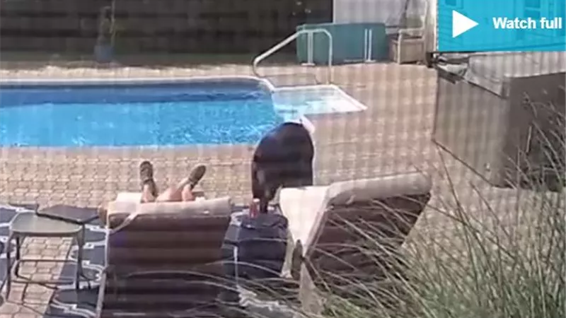 دون سابق انذار ..استيقظ من نومه ليجد نفسه أمام دب ضخم