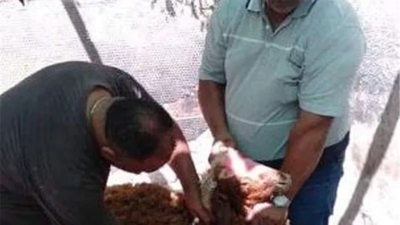 حملة تطعيم وتحصين للماشية بحى غرب الاسكندرية