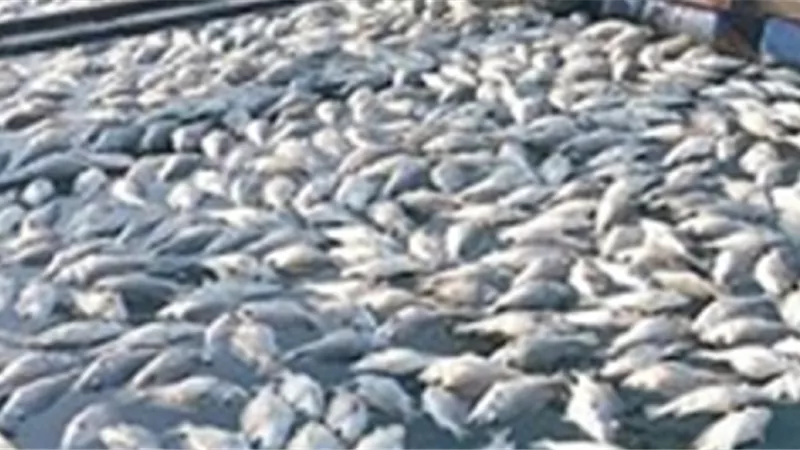 الزراعة تكشف أسباب نفوق أسماك القاروص ببحيرة مريوط