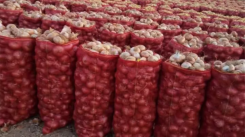 إرتفاع صادرات البصل إلى 311 ألف طن للأسواق العالمية