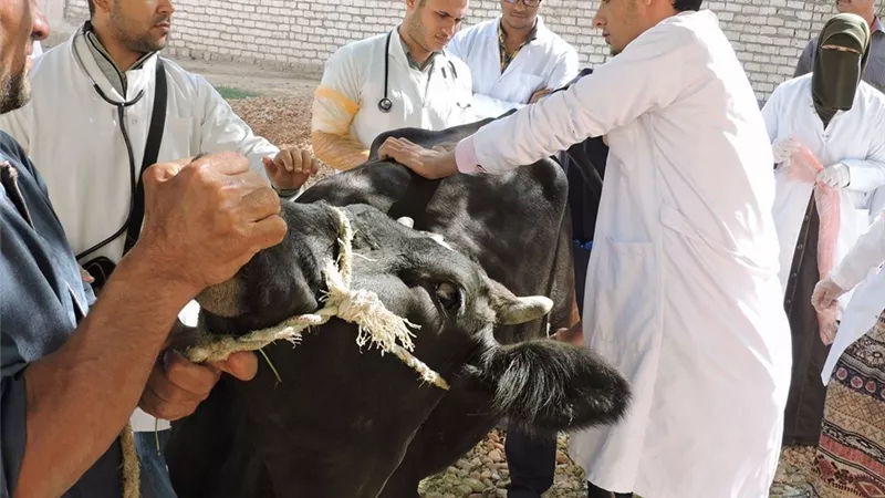 محافظ أسيوط: بدء تنفيذ الحملة القومية لتحصين الماشية ضد الحمى القلاعية والوادي المتصدع