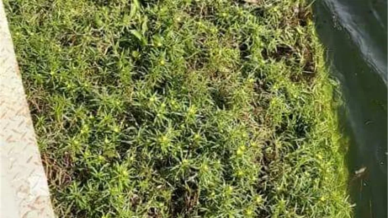 تطهير مأخذ مرشح مياه 