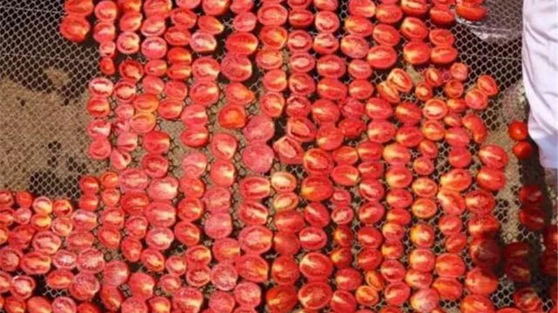 بالشراكة مع برنامج الأغذية العالمي.. حكاية «قرية مصرية» تحقق شهرة أوروبية بسبب «الطماطم المجففة»