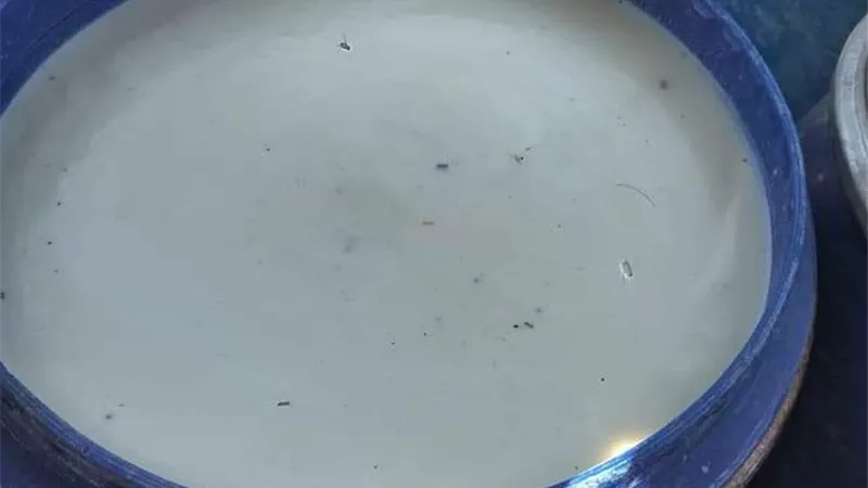 ضبط البان غير صالحه للاستخدام الأدمى ببنى سويف