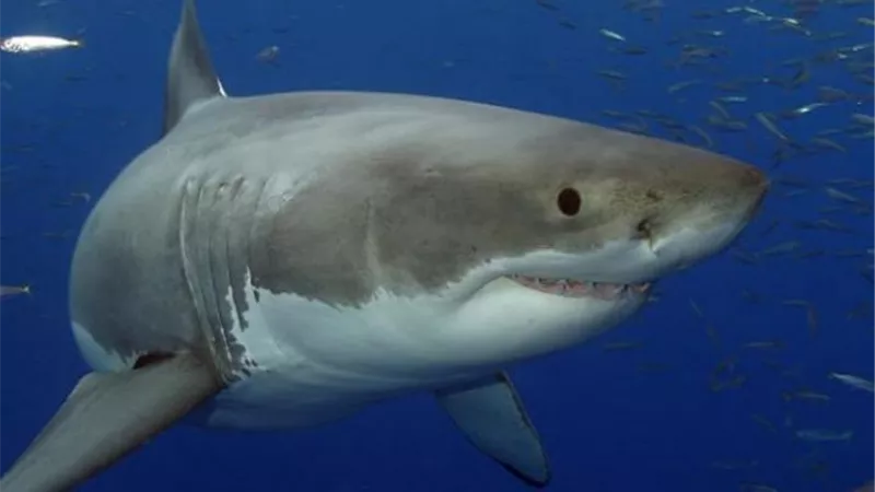 غاصت فى عمق البحر ...سيدة حامل تنقذ زوجها من هجوم قرش