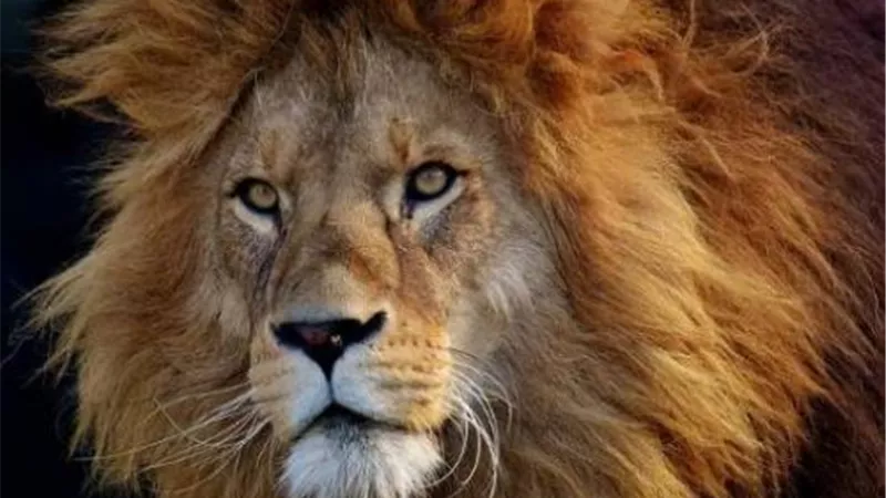 جراحة دقيقة فى العين لهوجان ...اسد حديقة حيوان الجيزة
