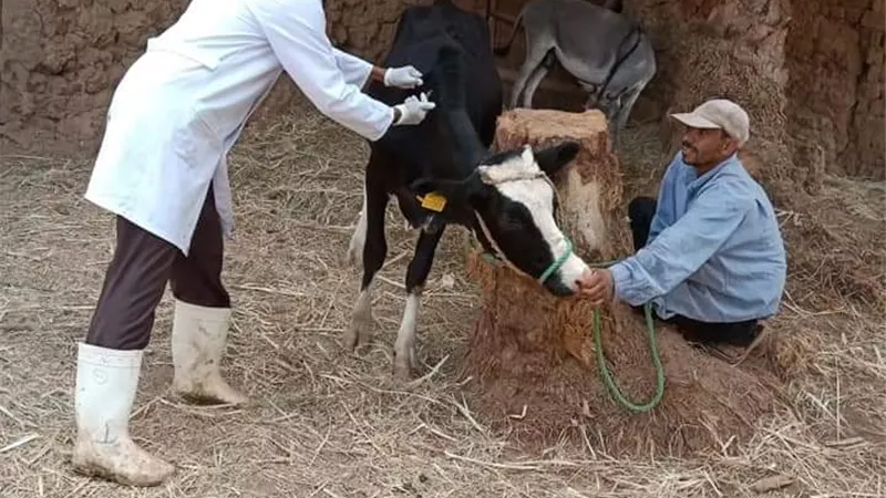 تحصين 50 ألف رأس أبقار و685 أغنام ضد مرض الجلد العقدى بالوادى الجديد.. صور