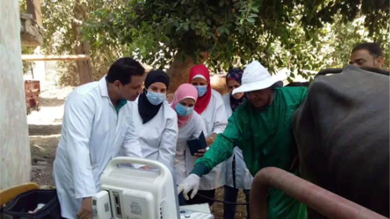 الزراعة تنفيذ 6 قوافل بيطرية لفحص وعلاج المواشي مجانا بمحافظة الغربية