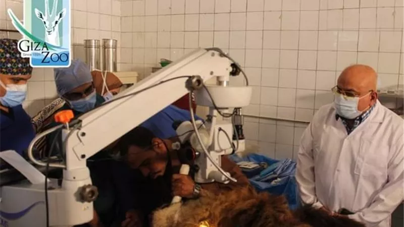 طبيب عيون بشرى ينقذ أسداً أفريقياً من العمى