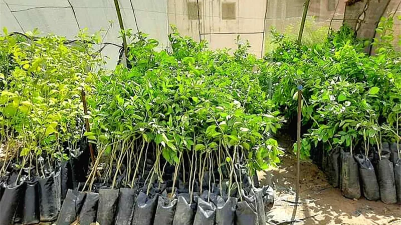 توفير شتلات فاكهة عالية الجودة للمزارعين بالوادى الجديد.صور