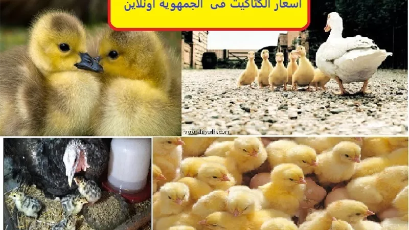 أسعار الكتاكيت اليوم السبت 3 من أكتوبر 2020