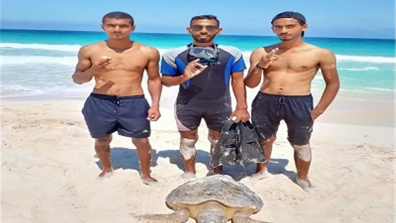 فريق لحماية الكائنات البحرية: نجحنا في إنقاذ 25 سلحفاه مهددة بالإنقراض..صور