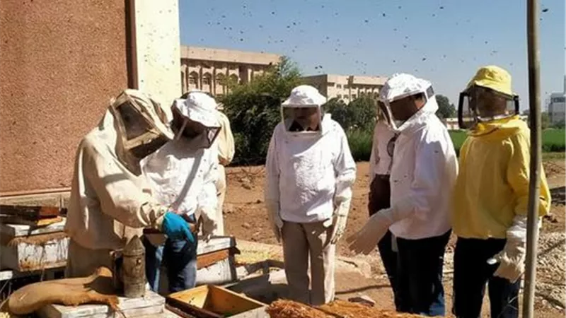 نائب رئيس جامعة الأزهر يتفقد المنحل الخاص بمركز البحوث الزراعية التابع لكلية الزراعة بأسيوط