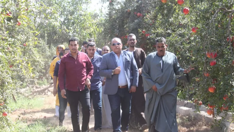 الزراعة تنظم المؤتمر الأول للرمان وتحتفل بنجاح المنظومة الرقمية
